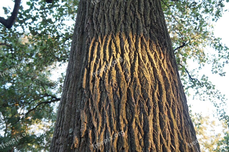 Tree Stem Wood Nature Growing