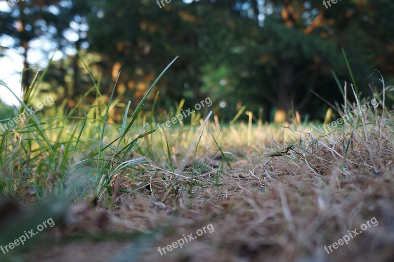 Grass Park Nature Trees Green