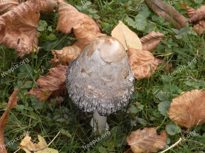 Mushroom Mushrooms Autumn Meadow Grass