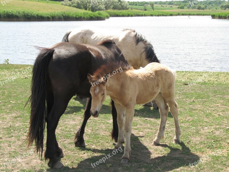 Horse Stallion Mare Ride Gelding