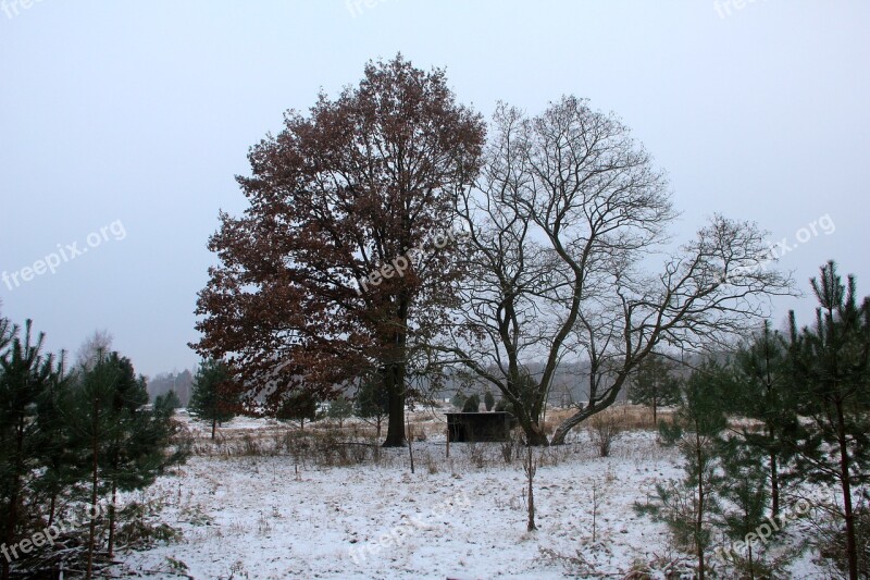 Nature Winter Grunewald Tree Snow