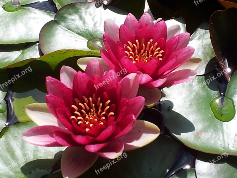 Water Lily Aquatic Plant Water Lilies Pink Water Lily Lake Rose