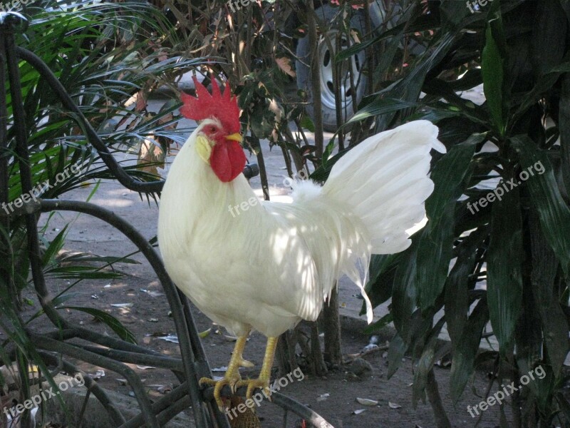 Cockerel Farm Animal Birds Poultry