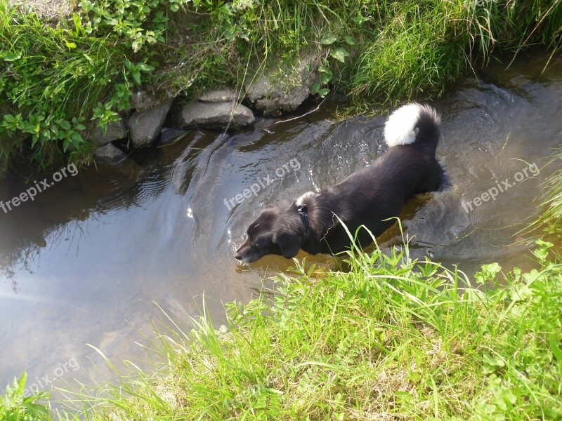 Dog Bach Water Free Photos