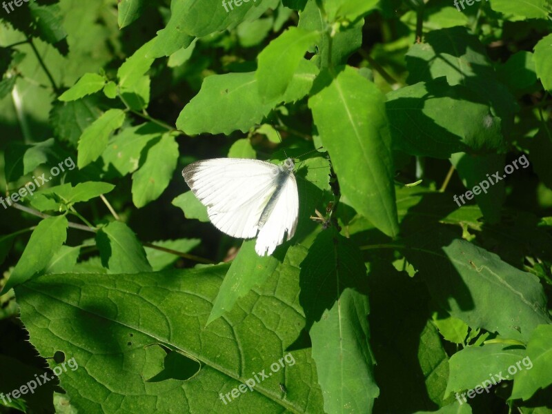 Butterfly Leaves Green Free Photos