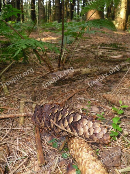 Pine Cones Forest Coniferous Forest Trees Free Photos