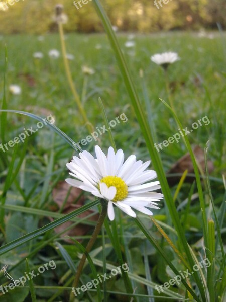 Daisy Flower Grass Meadow Close Up