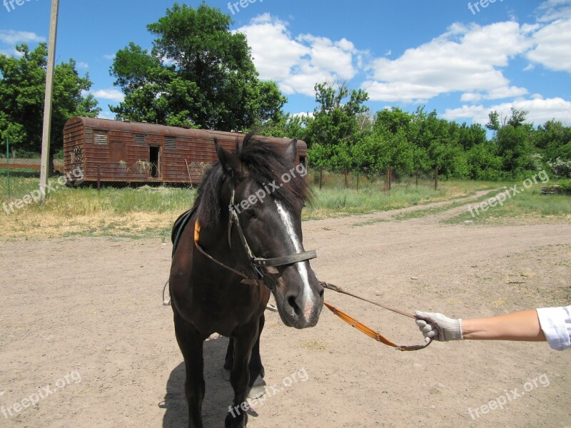 Horse Stallion Mare Animal Free Photos