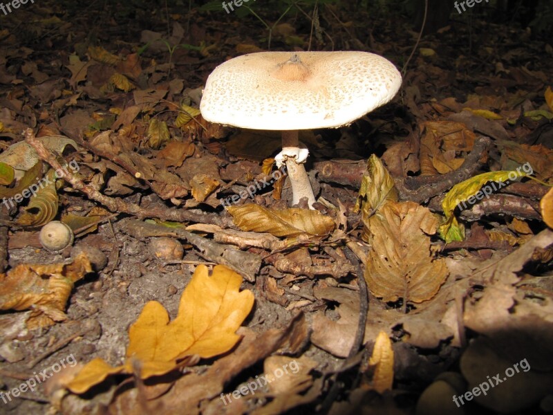 Forest Mushrooms Autumn In The Fall Of Nature