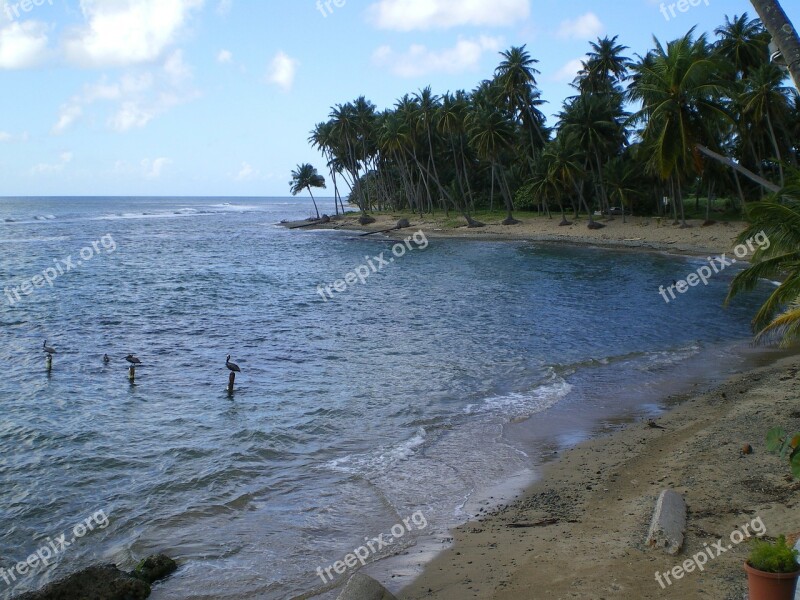 Caribbean Sea Puerto Rico Beach Free Photos