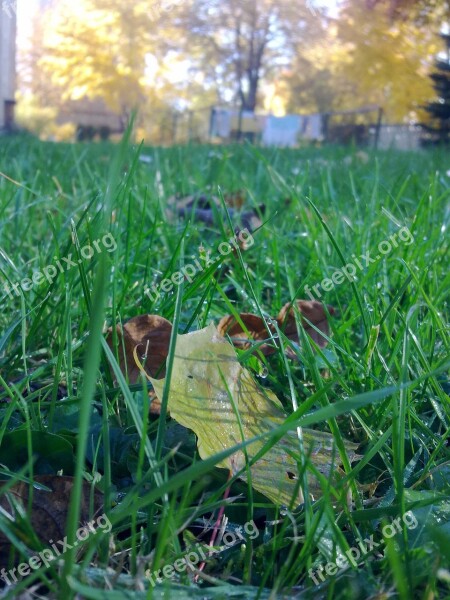 Wet Autumn Meadow Free Photos