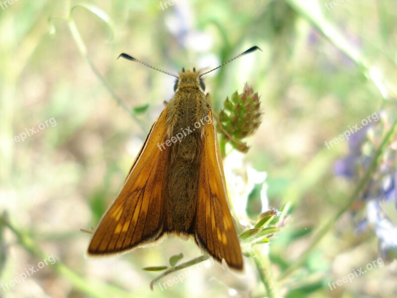 Butterfly Nature Animals Brown Orange