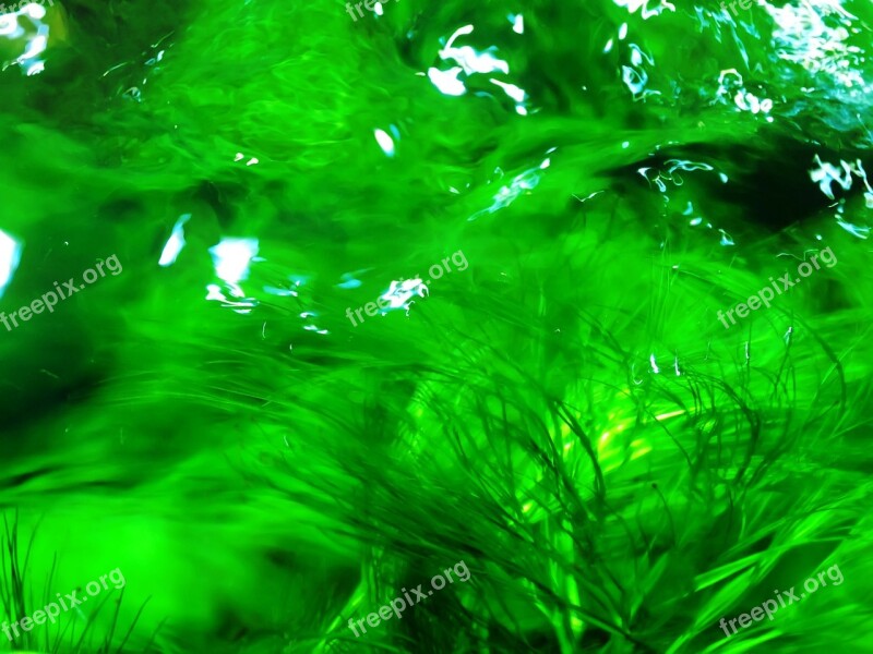 Abstract Spongy Nature Green Water