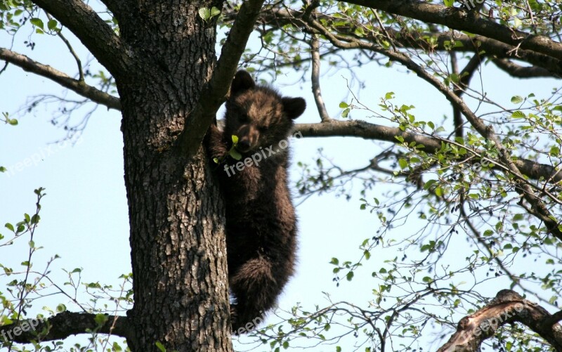 Bear Tree Zoo Brown Bear Animal