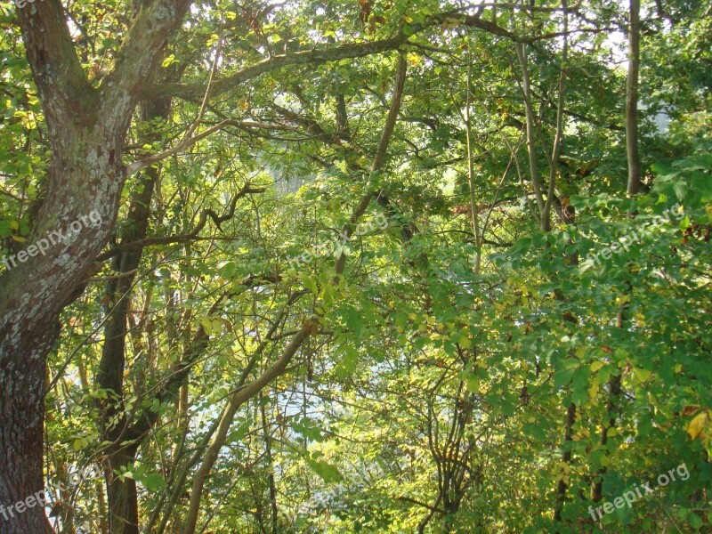 Denmark Trees Forest Tree Branches