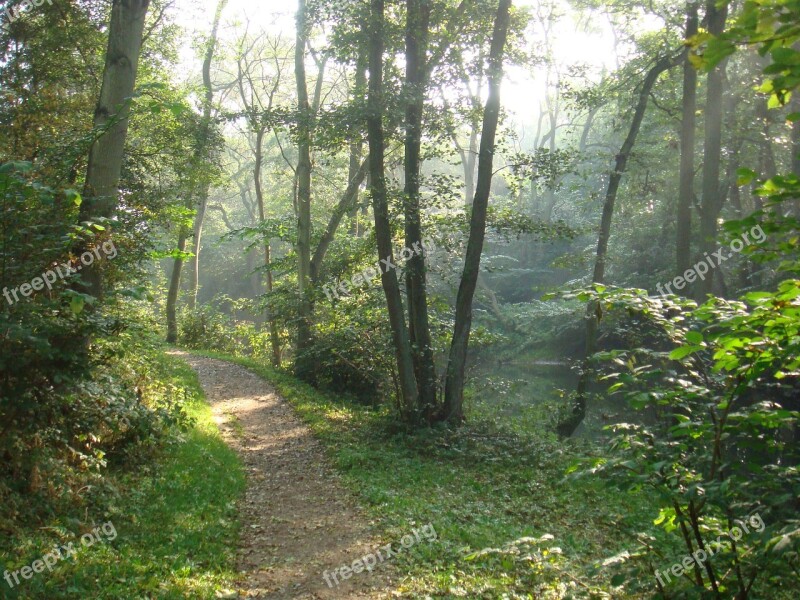 Forest Path Denmark Leaves Trees