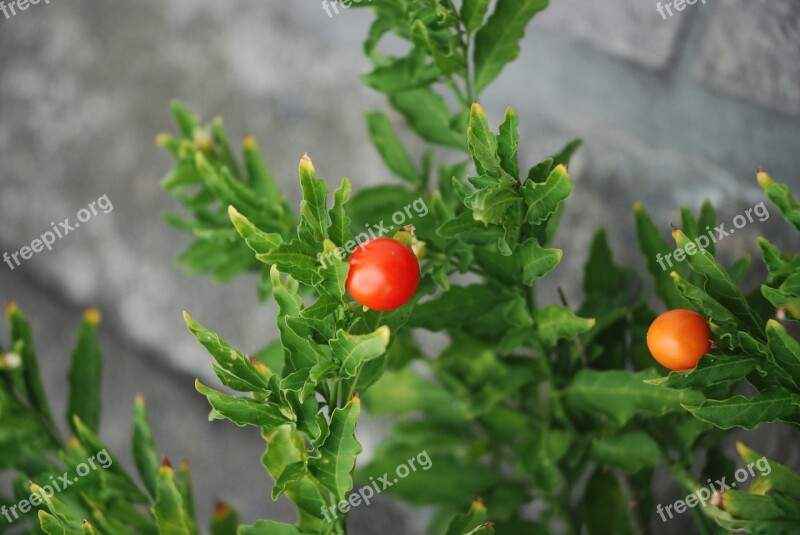 Tomato Tiny Tomatoes Vegetable Garden Tomatoe