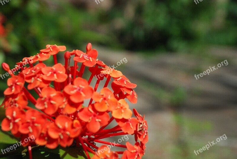 Flowers Flower Wild Flower Nature Wild