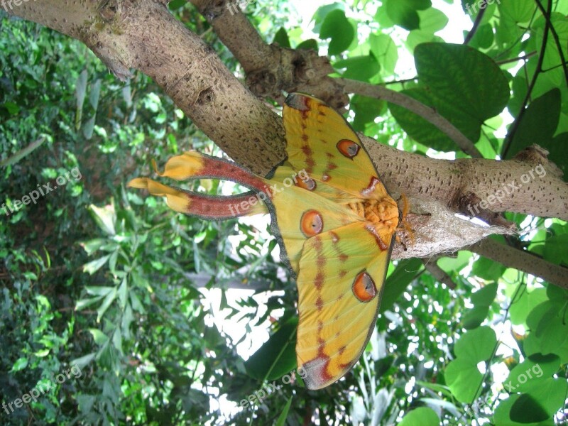 Butterfly Butterflies Insect Free Photos