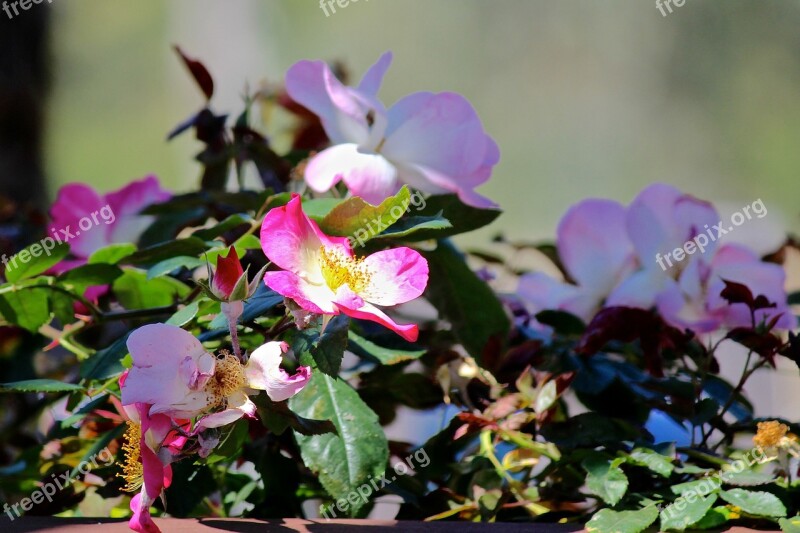 Wild Rose Rose Bush Pink Flowers Flora