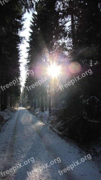 Winter Backlighting Forest Sunlight Sunshine