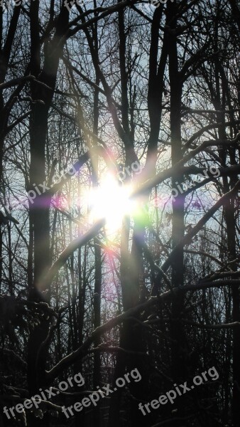 Winter Backlighting Forest Sunlight Sunshine