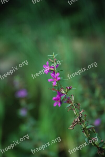 Wild Flowers Flowers River Nature Wild