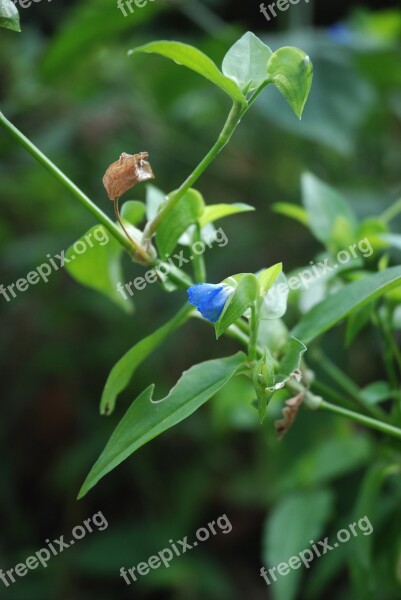 Blue Flower Plant Summer Wild Plants