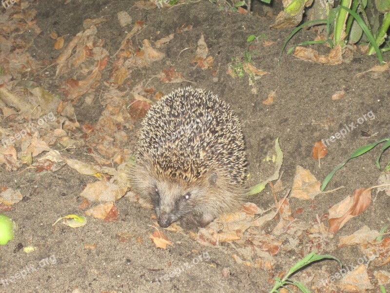 Hedgehog Spur Hibernation Nocturnal Animal