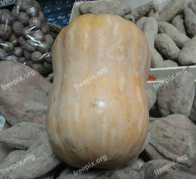 Pumpkin Varieties Of Pumpkins Vegetables Free Photos