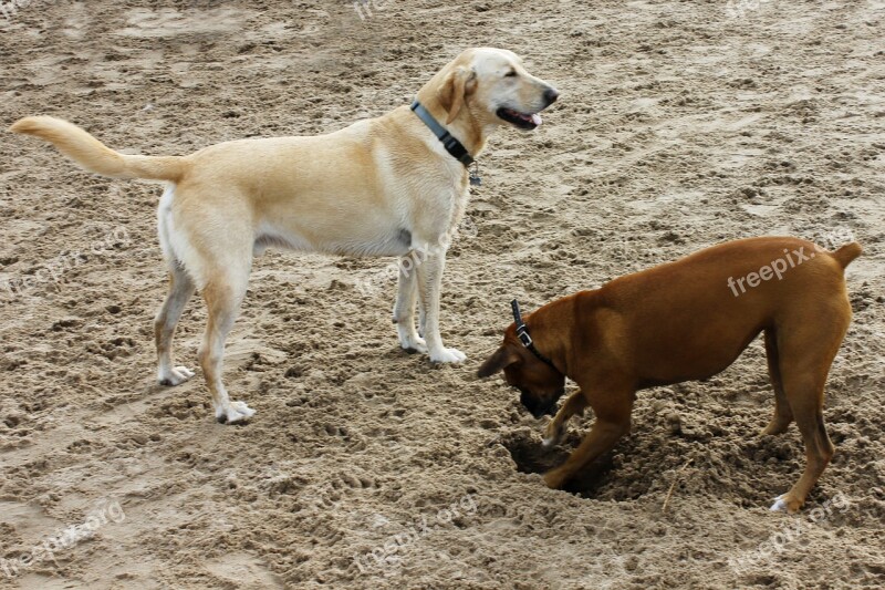 Dogs Sand Dog Yellow Dog Brown