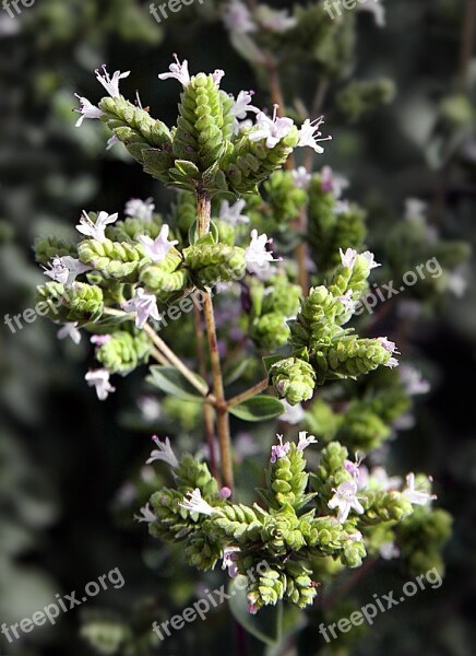 Oregano Herbs Spice Italian Cook