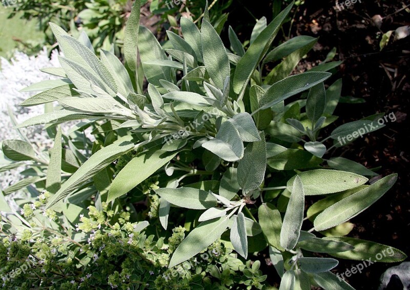 Sage Bush Plant Kraeuer Spice