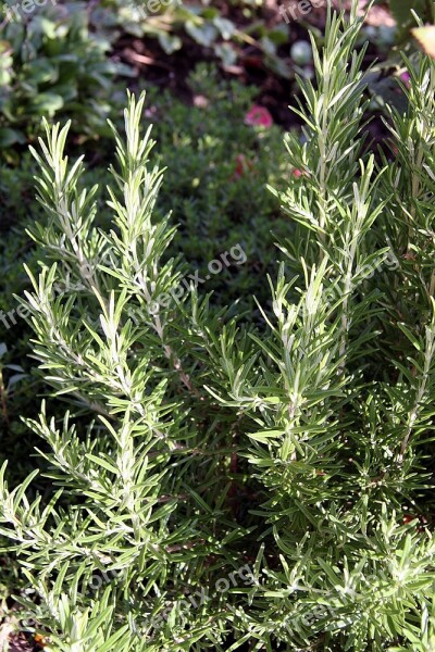 Rosemary Plant Spice Kraeuer Food