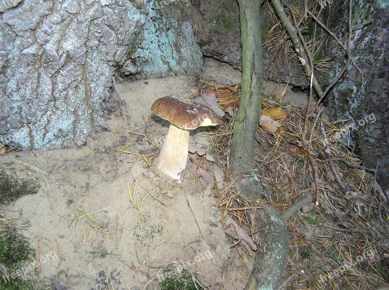 Steinilz Mushroom Forest Mushroom Eat Food