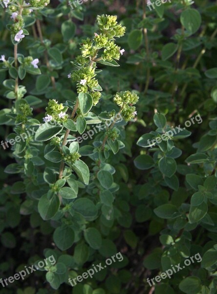 Oregano Herbs Plant Spice Food