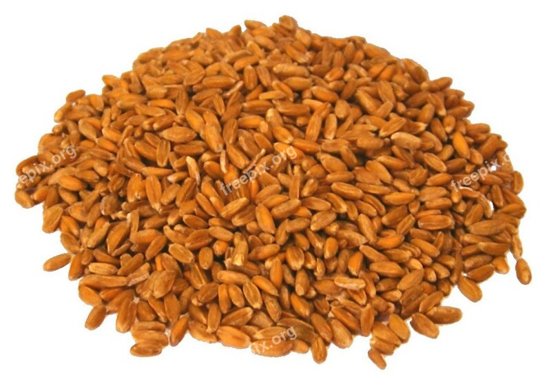 Barley Grain Cereals Whole Wheat Ingredient