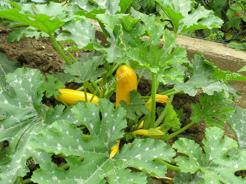 Zucchini Zucchini Plant Vegetables Yellow Cook