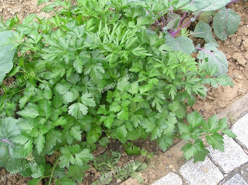 Parsley Spice Flat Leaf Parsley Herbs Herb