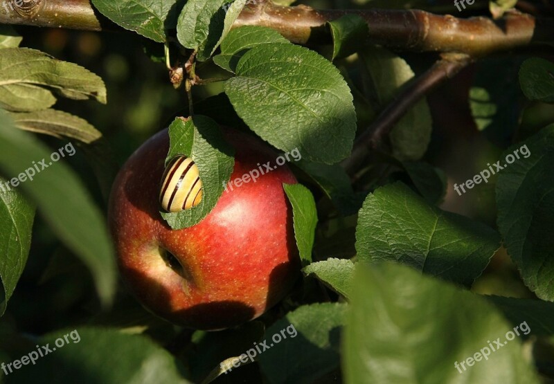 Apple Fruit Food Eat Snail