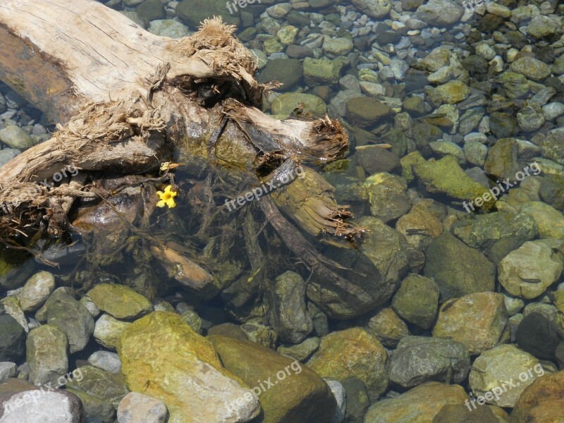 Water Rocks Reflection Movement Flower