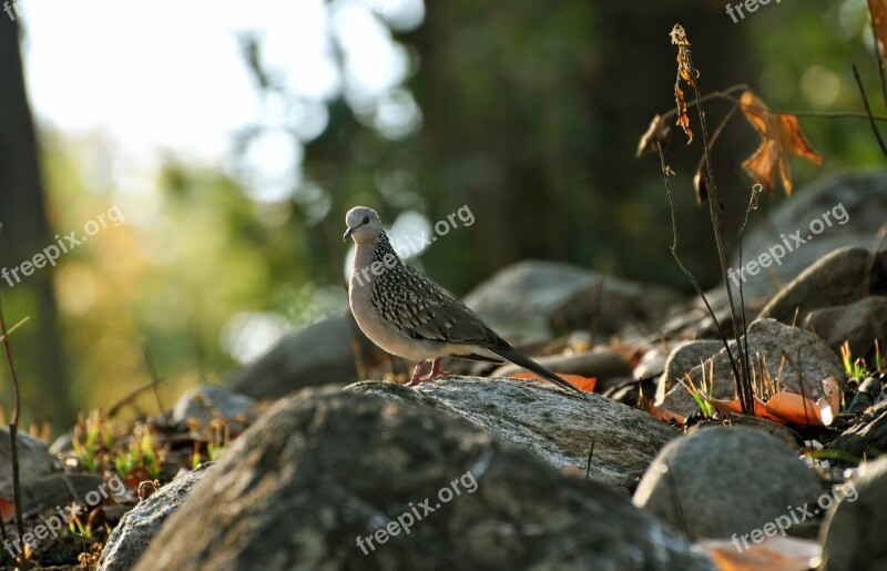 Bird Greenery Color Light Grass