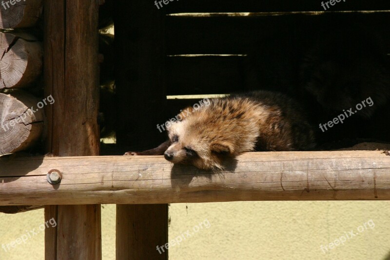 Pom Animal Zoo Sleep Sleeping