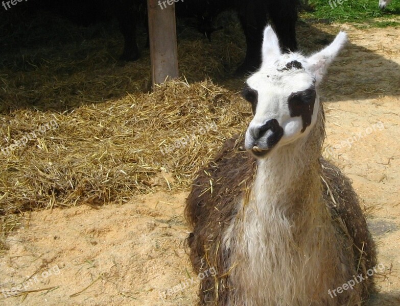 Lama Zoo Farm Animal Stall