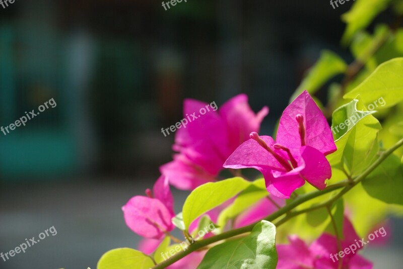 Flower Pink Paper Flower Macro Nature