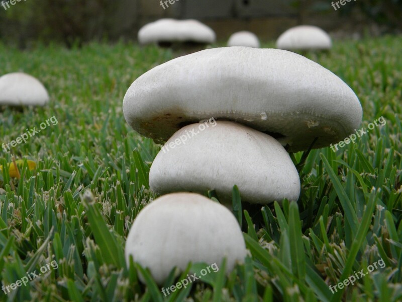 Mushrooms Autumn Fungus Callampa Free Photos