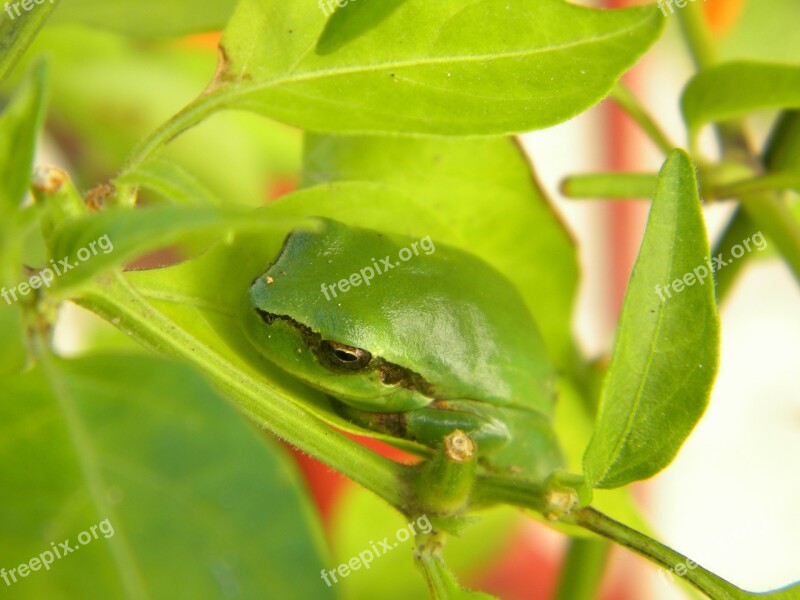 Frog Green Amphibious Animals Camouflage