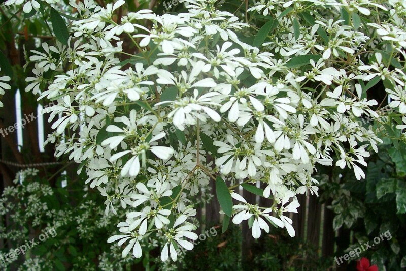 Snowflake Snowflake Shrub Shrubs Flowers Flowering Shrub