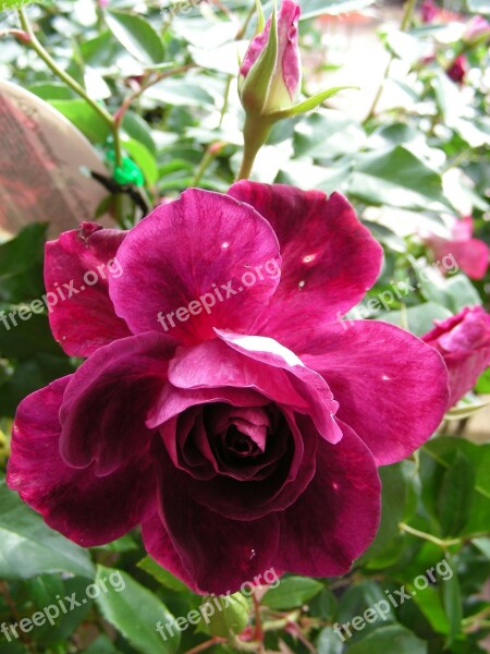 Rose Deep Pink Deep Pink Rose Roses Pink Roses