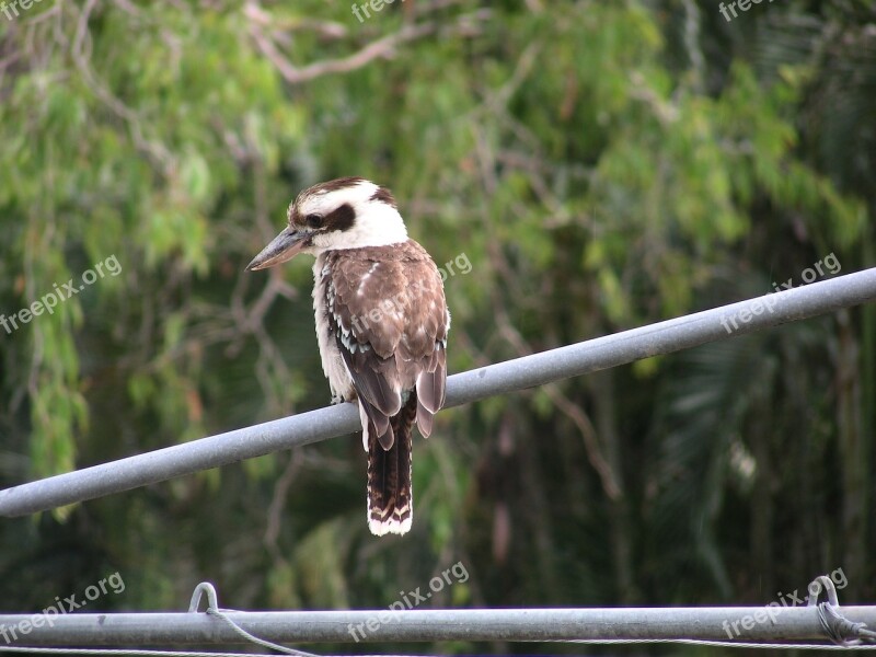 Kookaburra Australia Australian Native Bird Fauna Australian Fauna